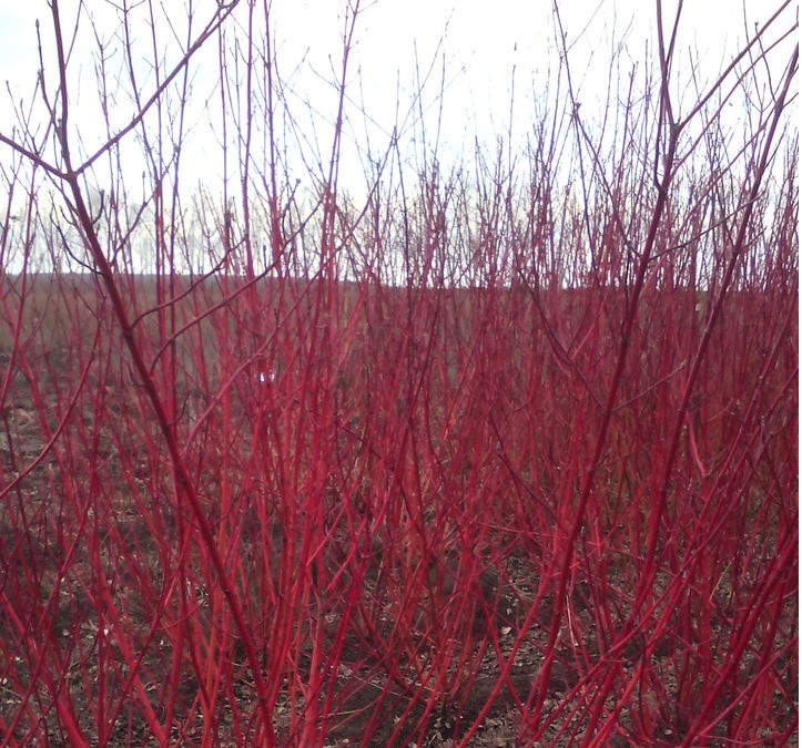 Дерен білий Spaethii 3 річний, Cornus alba Spaethii - Зображення 5