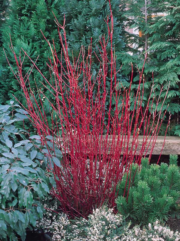 Дерен білий 'Сібіріка Варієгата' 3-річний Cornus alba 'Sibirica Variegata' - Зображення 4