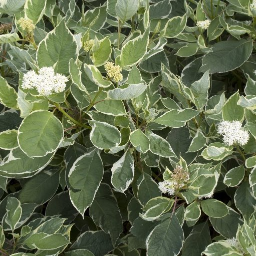 Дерен білий 'Сібіріка Варієгата' 3-річний Cornus alba 'Sibirica Variegata' - Зображення 2
