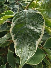 Дерен білий 'Сібіріка Варієгата' 3-річний Cornus alba 'Sibirica Variegata' - Зображення 5