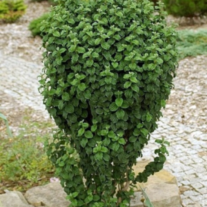 Дерен криваво-червоний Компресса Cornus sanguinea Compressa