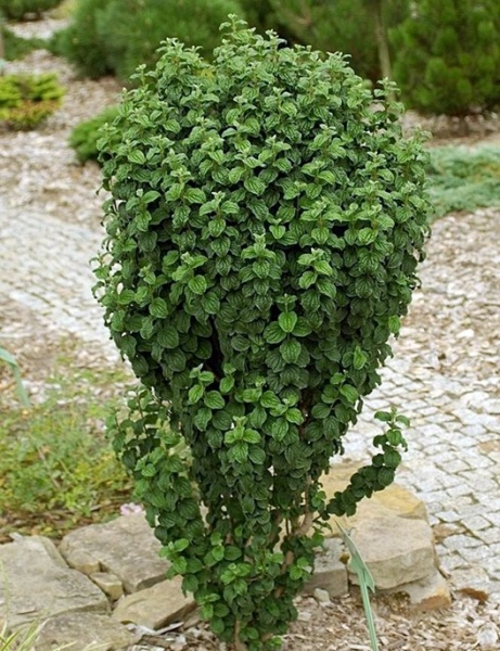 Дерен криваво-червоний Компресса Cornus sanguinea Compressa