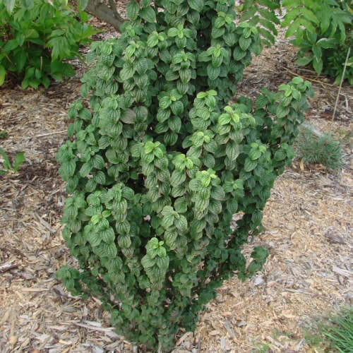 Дерен криваво-червоний Компресса Cornus sanguinea Compressa - Зображення 2