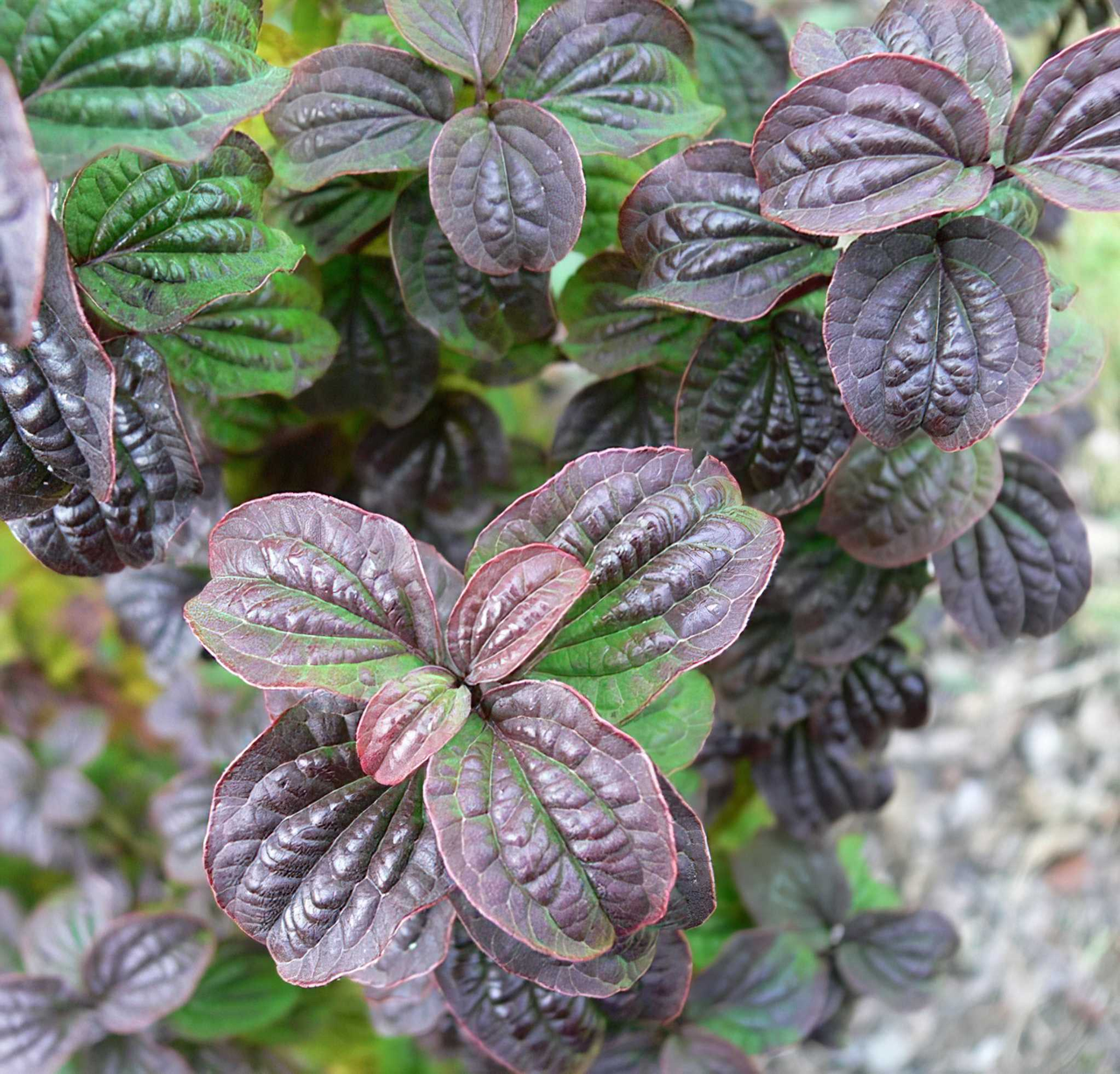 Дерен криваво-червоний Компресса Cornus sanguinea Compressa - Зображення 3