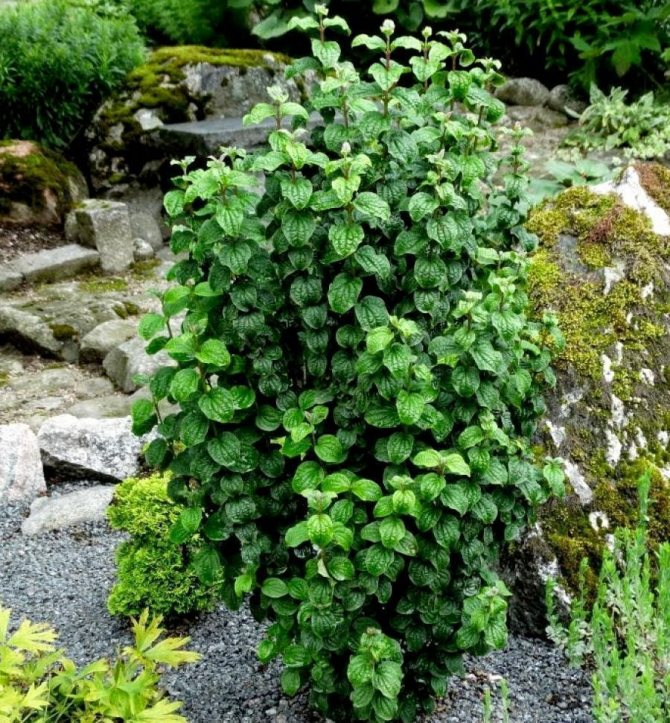 Дерен криваво-червоний Компресса Cornus sanguinea Compressa - Зображення 4