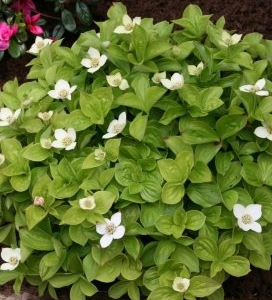 Дерен канадський, Cornus canadensis
