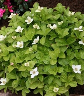 Дерен канадський, Cornus canadensis