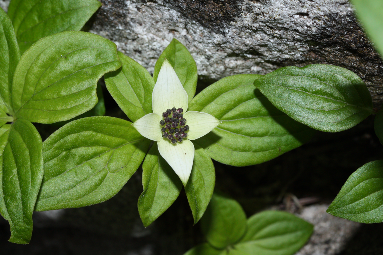 Дерен канадський, Cornus canadensis - Зображення 2