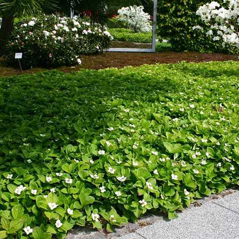 Дерен канадський, Cornus canadensis - Зображення 3