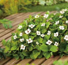 Дерен канадський, Cornus canadensis - Зображення 4