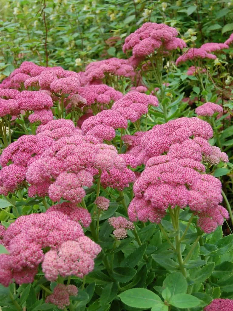Очиток садовий , Sedum - Зображення 2