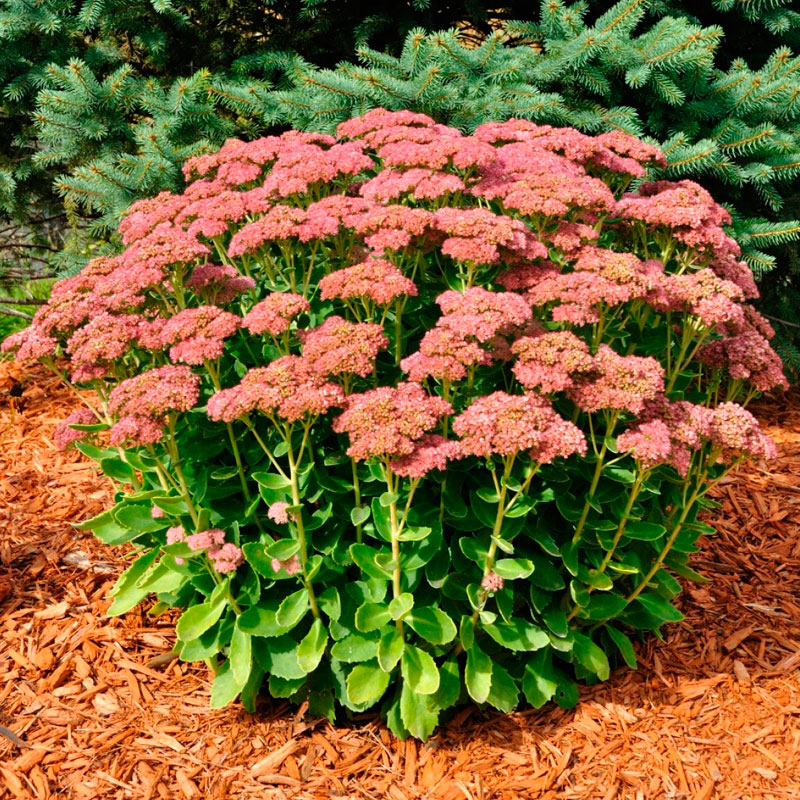 Очиток садовий , Sedum - Зображення 3