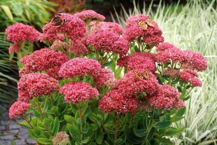 Очиток садовий , Sedum - Зображення 4