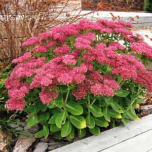 Очиток садовий , Sedum