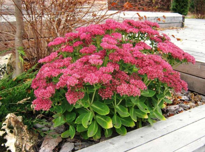 Очиток садовий , Sedum