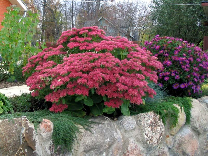 Очиток садовий , Sedum - Зображення 5