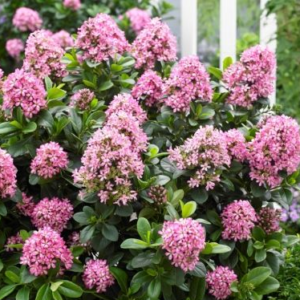 Ескалонія "Pink Elle" 3-річна Escallonia "Pink Elle"
