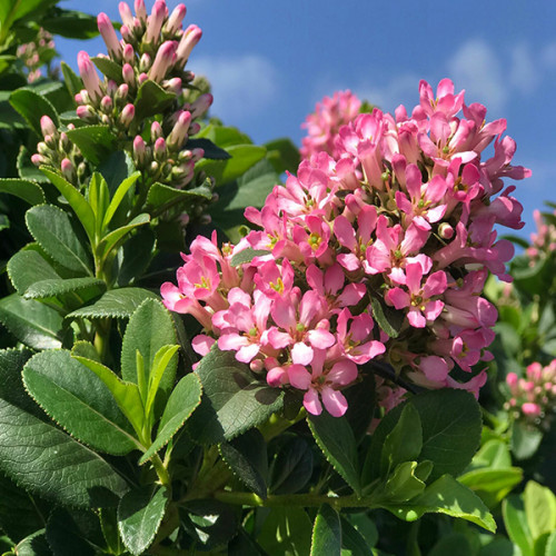 Ескалонія "Pink Elle" 3-річна Escallonia "Pink Elle" - Зображення 2
