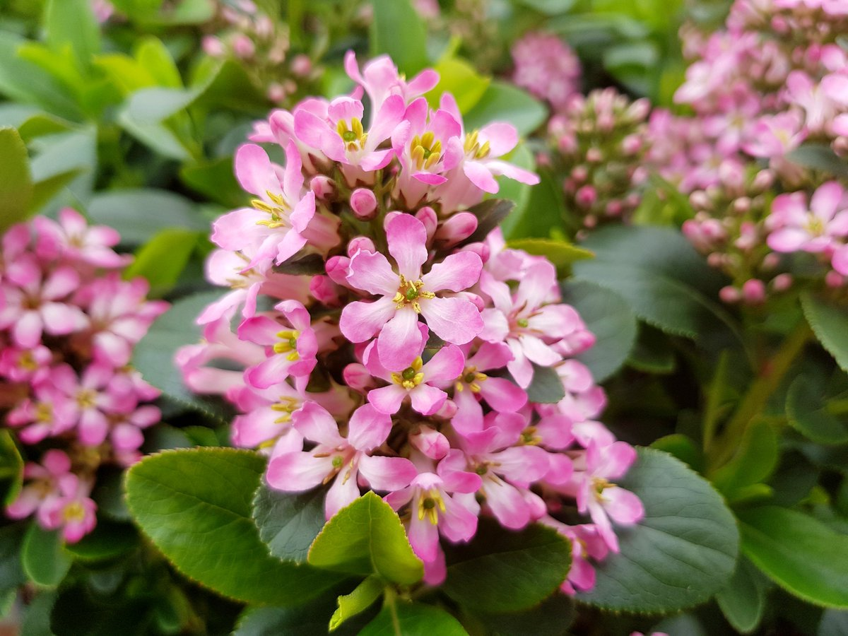 Ескалонія "Pink Elle" 3-річна Escallonia "Pink Elle" - Зображення 4