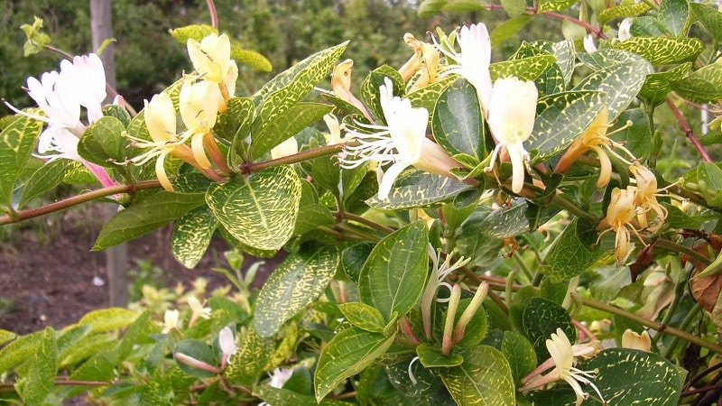 Жимолость японська Aureoreticulata 3 річна, Жимолость японская Ауреоретикулата - Зображення 3