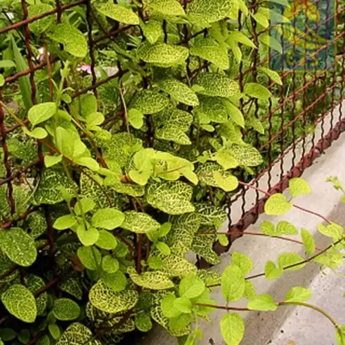Жимолость японська Aureoreticulata 3 річна, Жимолость японская Ауреоретикулата - Зображення 4