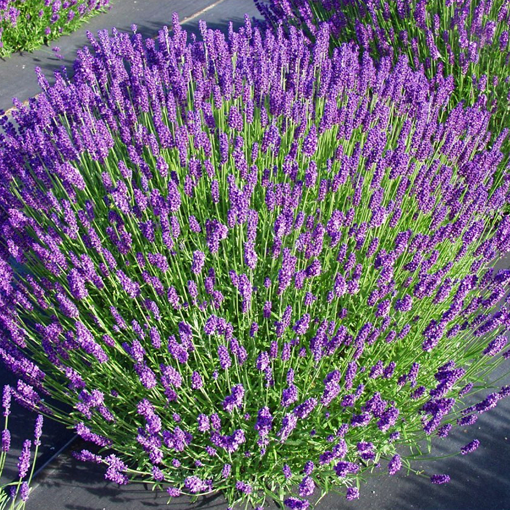 Лаванда вузьколиста (Lavandula angustifolia), С1, 5 - Зображення 4
