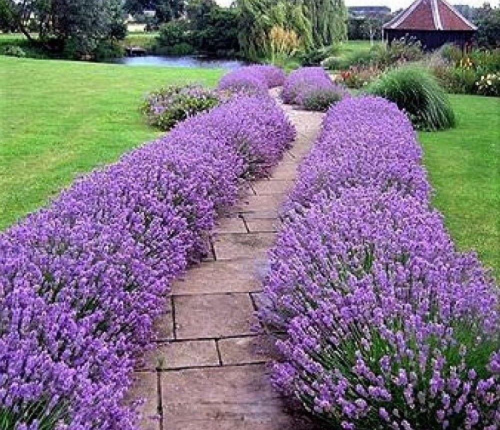 Лаванда вузьколиста (Lavandula angustifolia), С1, 5 - Зображення 5