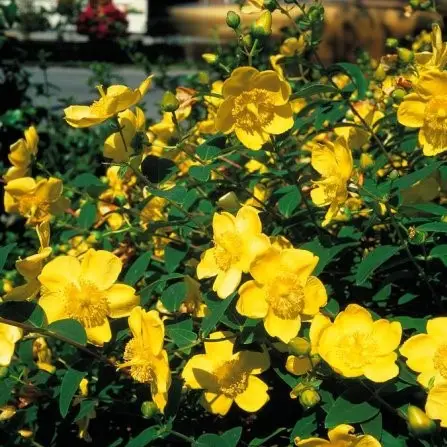 Звіробій кущовий Hidcote 3- річний Hupericum Hidcote - Зображення 3