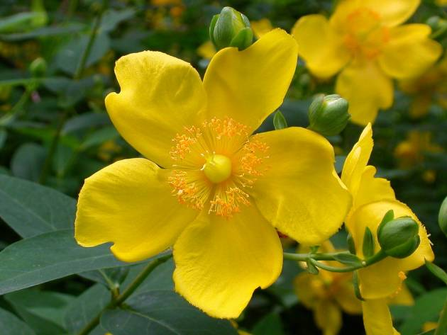 Звіробій кущовий Hidcote 3- річний Hupericum Hidcote - Зображення 4