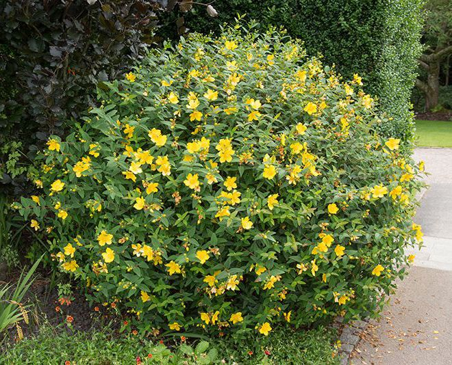 Звіробій кущовий Hidcote 3- річний Hupericum Hidcote - Зображення 5