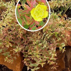 Звіробій Мозера Tricolor 3-річний Hypericum moserianum ‘Tricolor’