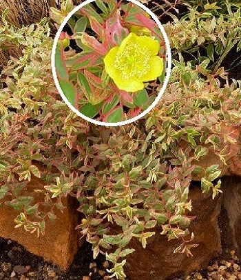 Звіробій Мозера Tricolor 3-річний Hypericum moserianum ‘Tricolor’