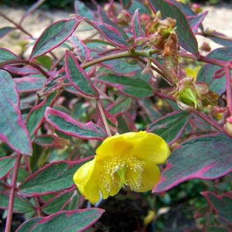 Звіробій Мозера Tricolor 3-річний Hypericum moserianum ‘Tricolor’ - Зображення 2