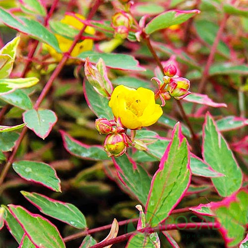 Звіробій Мозера Tricolor 3-річний Hypericum moserianum ‘Tricolor’ - Зображення 6
