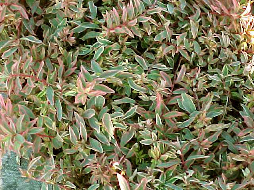 Звіробій Мозера Tricolor 3-річний Hypericum moserianum ‘Tricolor’ - Зображення 4