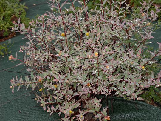 Звіробій Мозера Tricolor 3-річний Hypericum moserianum ‘Tricolor’ - Зображення 3