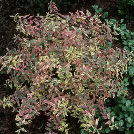 Звіробій Мозера Tricolor 3-річний Hypericum moserianum ‘Tricolor’ - Зображення 5