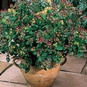 Звіробій Excellent Flair 3-річний Hypericum inodorum Excellent Flair