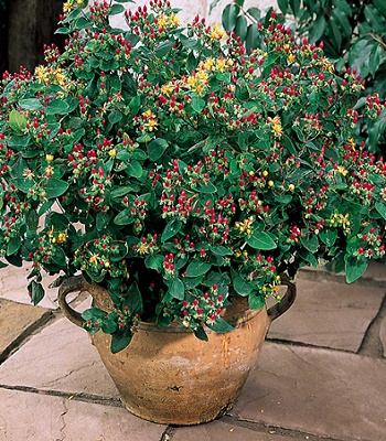 Звіробій Excellent Flair 3-річний Hypericum inodorum Excellent Flair