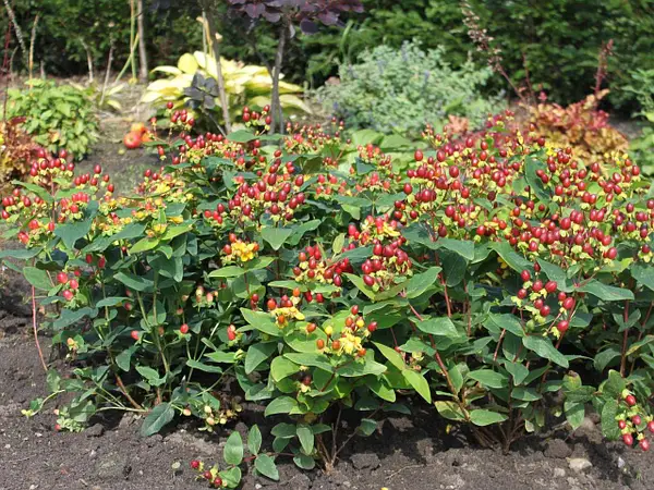 Звіробій Excellent Flair 3-річний Hypericum inodorum Excellent Flair - Зображення 3
