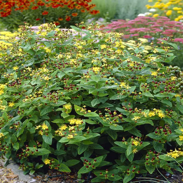 Звіробій Excellent Flair 3-річний Hypericum inodorum Excellent Flair - Зображення 4
