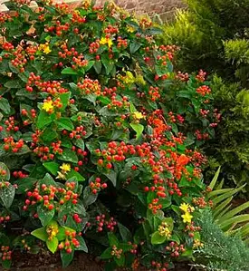 Звіробій Excellent Flair 3-річний Hypericum inodorum Excellent Flair - Зображення 5