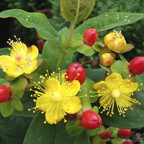 Звіробій Excellent Flair 3-річний Hypericum inodorum Excellent Flair - Зображення 2