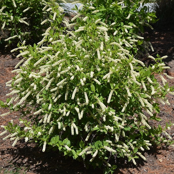 Ітея віргінська 4-річна Itea virginica