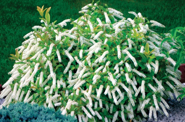 Ітея віргінська 3-річна Itea virginica - Зображення 2