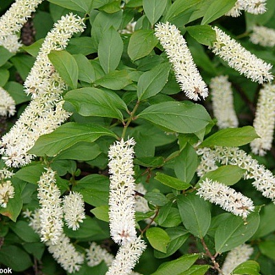 Ітея віргінська 4-річна Itea virginica - Зображення 4