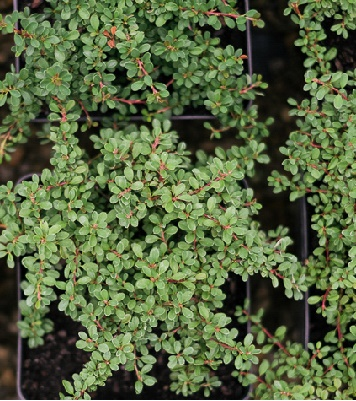Кизильник приплющений Мірель 3- річний (microphyllus "Mirelle") - Зображення 4