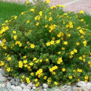 Лапчатка (Перстач) кущова 'Голдфінгер' 3-річна Potentilla fruticosa 'Goldfinger'