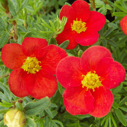Лапчатка (Перстач) Маріан Ред Робин (Potentilla fruticosa ‘Marian Red Robin) - Зображення 2