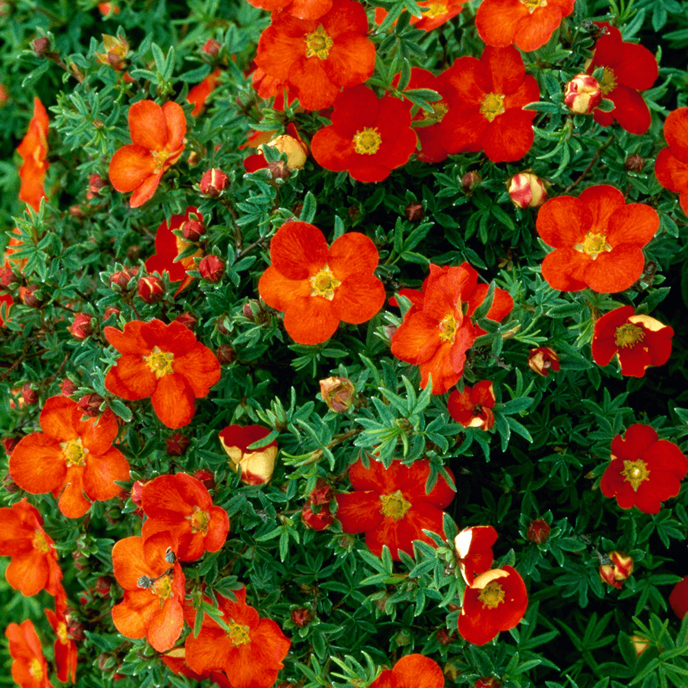 Лапчатка (Перстач) Маріан Ред Робин (Potentilla fruticosa ‘Marian Red Robin) - Зображення 3